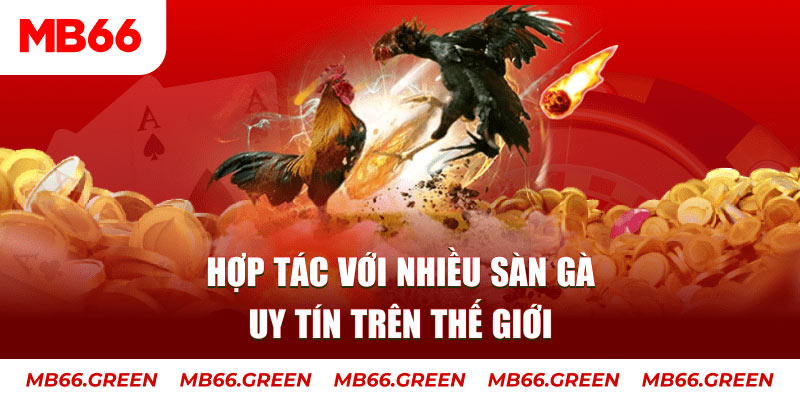 Hợp tác với nhiều sàn gà uy tín trên thế giới